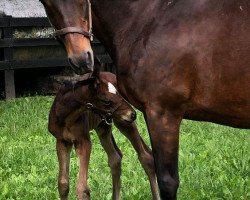 horse Marr Time xx (Thoroughbred, 2019, from Not This Time xx)