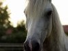 Springpferd Galtee Cashel Boy (Connemara-Pony, 2013, von Kinvara Boy)