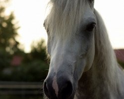 Springpferd Galtee Cashel Boy (Connemara-Pony, 2013, von Kinvara Boy)