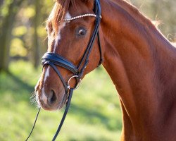 dressage horse Donatello 155 (Hanoverian, 2017, from Donatus)