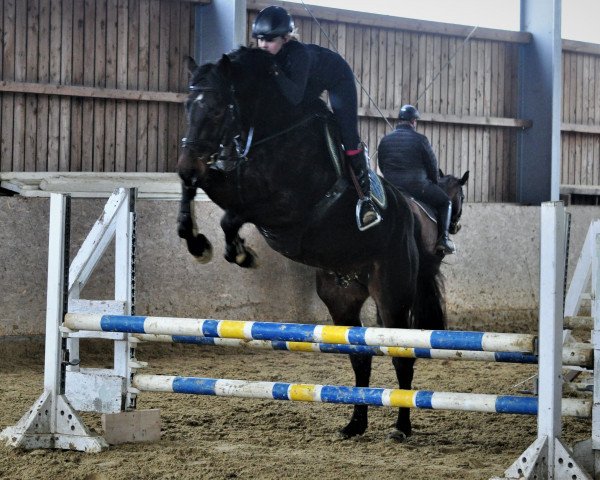 jumper Imperator N (Oldenburg show jumper, 2017, from I'm Special de Muze)