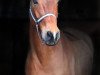 dressage horse Caspar 208 (unknown, 2005)