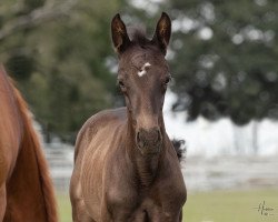 dressage horse Maalik (Hanoverian, 2020, from Maracana)