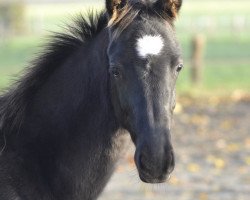 dressage horse Macawi (Hanoverian, 2020, from Maracana)