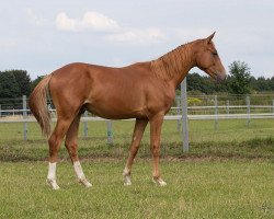 dressage horse Firefox AM (Hanoverian, 2019, from Fürst Romancier)