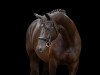 dressage horse Sammy de Luxe 19 (Trakehner, 2012, from E.H. Millennium)