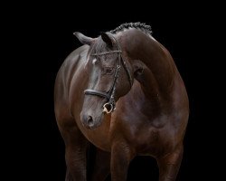 dressage horse Sammy de Luxe 19 (Trakehner, 2012, from E.H. Millennium)