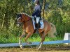 horse Weritano Junior (Haflinger, 2016, from Weritano (4,69% ox))