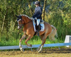Dressurpferd Weritano Junior (Haflinger, 2016, von Weritano (4,69% ox))
