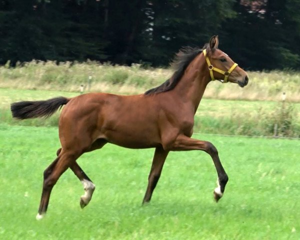 dressage horse Very Special (Hanoverian, 2020, from Valverde NRW)