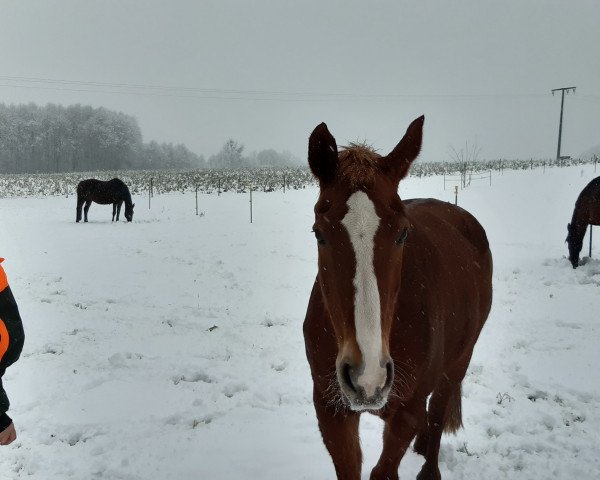 broodmare Whitney (Hanoverian, 2003, from Weltmeyer)