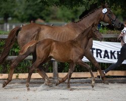 Springpferd Herbstdame (Trakehner, 2020, von Der Dürer)