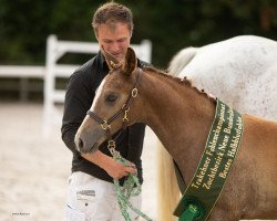 Springpferd Kurfürstin (Trakehner, 2020, von Nathan de la Tour AA)