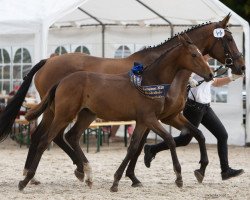 Pferd Mr. Smith (Trakehner, 2020, von Zauberdeyk)