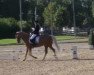 dressage horse Yellow Fellow (Nederlands Welsh Ridepony, 1990, from Orchard Limb-Lopper)