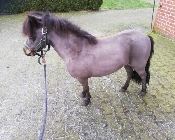 broodmare Falisha Framax (Shetland pony (under 87 cm), 2012, from Telstar van de Toom)