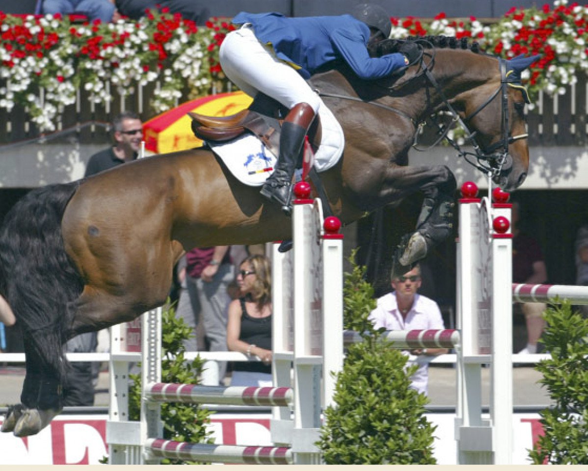 stallion Chatman (Holsteiner, 1996, from Corofino I)