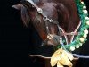 dressage horse Doris Day Ra (Hanoverian, 2013, from Damsey FRH)