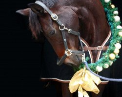 dressage horse Doris Day Ra (Hanoverian, 2013, from Damsey FRH)