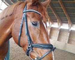 dressage horse D'Artagnan von der Ems (Hanoverian, 2015, from Don Frederico)