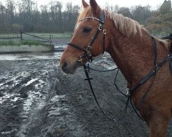 broodmare Urmelmurmel (German Riding Pony, 2008, from Auenhof's Allstar)