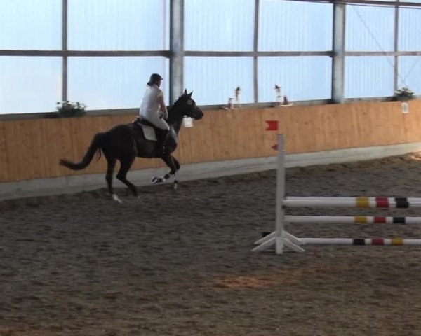 Großes Reit- und Springturnier Herbern 2014