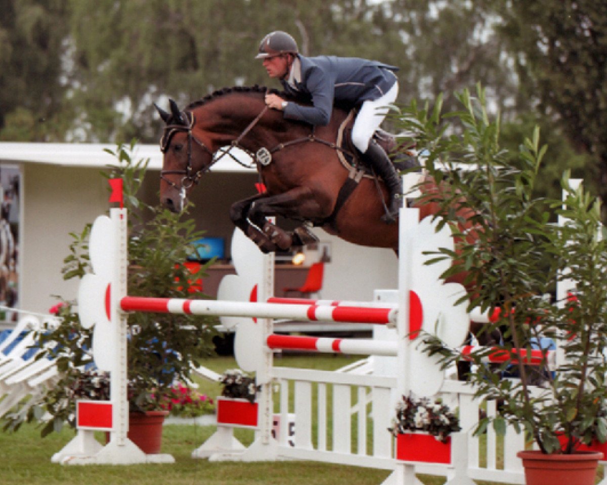 stallion Lord Quidam (Oldenburg, 2006, from Lordanos)
