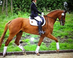 Zuchtstute Helena 208 (Westfale, 2004, von His Highness)