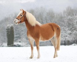 broodmare Amanda (Haflinger, 2002, from Amsterdam)