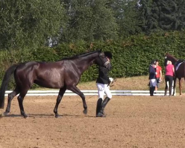 Dressur- und Springturnier Vlotho-Exter 2014