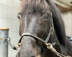 horse Heraldik 12 (German Riding Pony, 1997, from Henry)