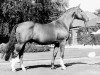 horse Goldlack I (Hanoverian, 1968, from Goldfalk)