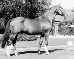 stallion Goldlack I (Hanoverian, 1968, from Goldfalk)