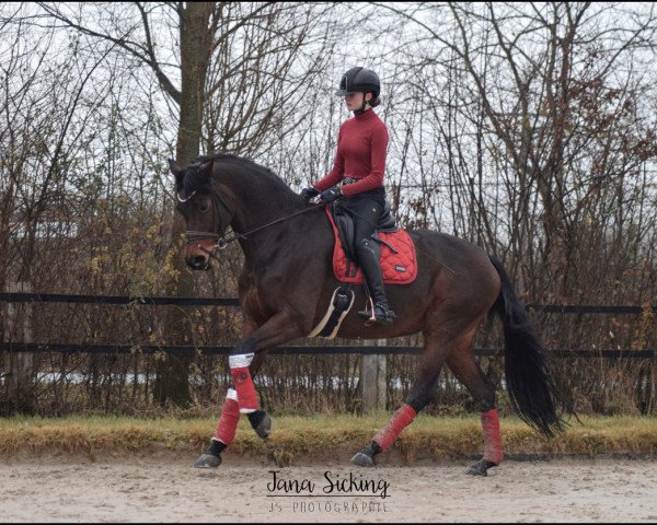 dressage horse Formsch"n (Westphalian, 2012, from Franziskus FRH)