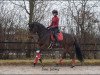 dressage horse Formsch"n (Westphalian, 2012, from Franziskus FRH)