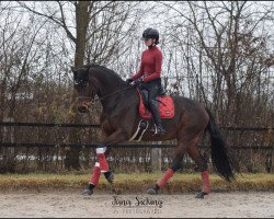 dressage horse Formsch"n (Westphalian, 2012, from Franziskus FRH)