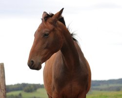 Pferd Roßdame (Trakehner, 2017, von Hirtentanz 2)