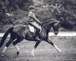 dressage horse Inya (Rhinelander, 2007, from Insterburg TSF)