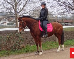 dressage horse Vaina (Freiberger, 2016, from Niagara 34)