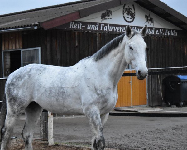 Springpferd Pina Colada 224 (Deutsches Sportpferd, 2012, von Calido I)