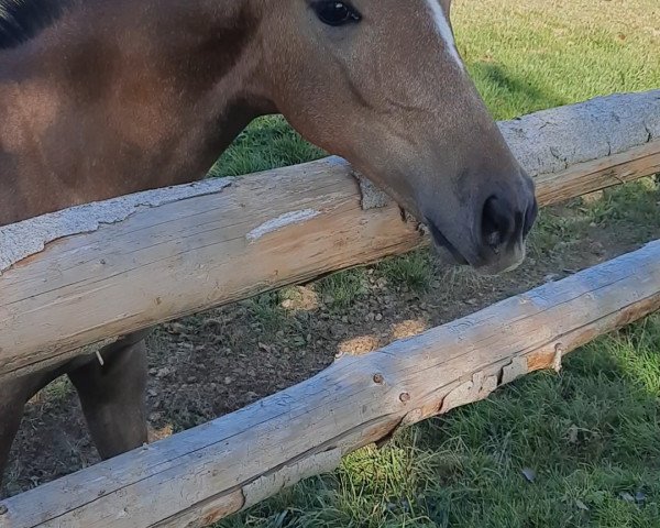 Springpferd Gitana (Westfale, 2020, von Great Star 4)