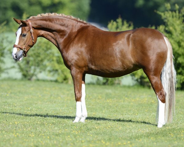dressage horse Tessina 23 (German Riding Pony, 2014, from Fs Numero Uno)