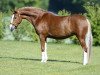 dressage horse Tessina 23 (German Riding Pony, 2014, from Fs Numero Uno)