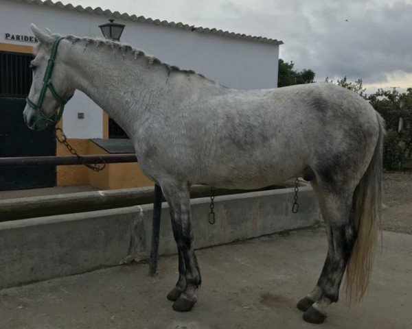 horse Bartolo (Andalusier, 2014)