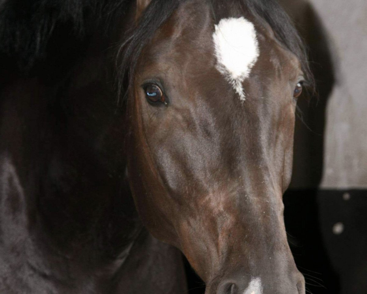 dressage horse Something Special 15 (Oldenburg, 2009, from Sarkozy 3)