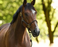 dressage horse Baileys de Roi (Oldenburg, 2015, from Métall)