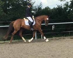 dressage horse Donna Belissima K (Bavarian, 2010, from Blickpunkt 4)