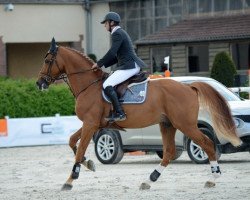 stallion Silver Deux de Virton (Selle Français, 2006, from Kashmir van't Schuttershof)