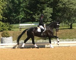 dressage horse Le Noir 45 (Württemberger, 2013, from Little Charly)