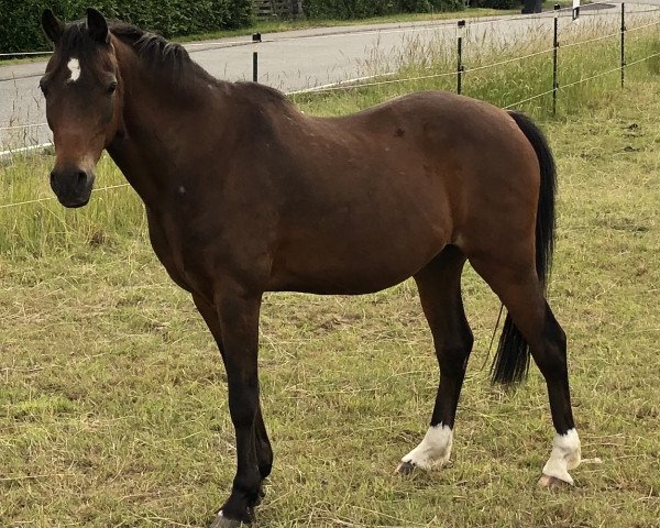 horse Rondo Veneziano 58 (German Riding Pony, 1994, from Brillant)